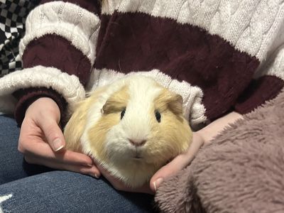 Guinea Pigs