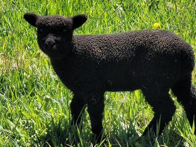 Black Olde English Babydoll Ewe Lamb