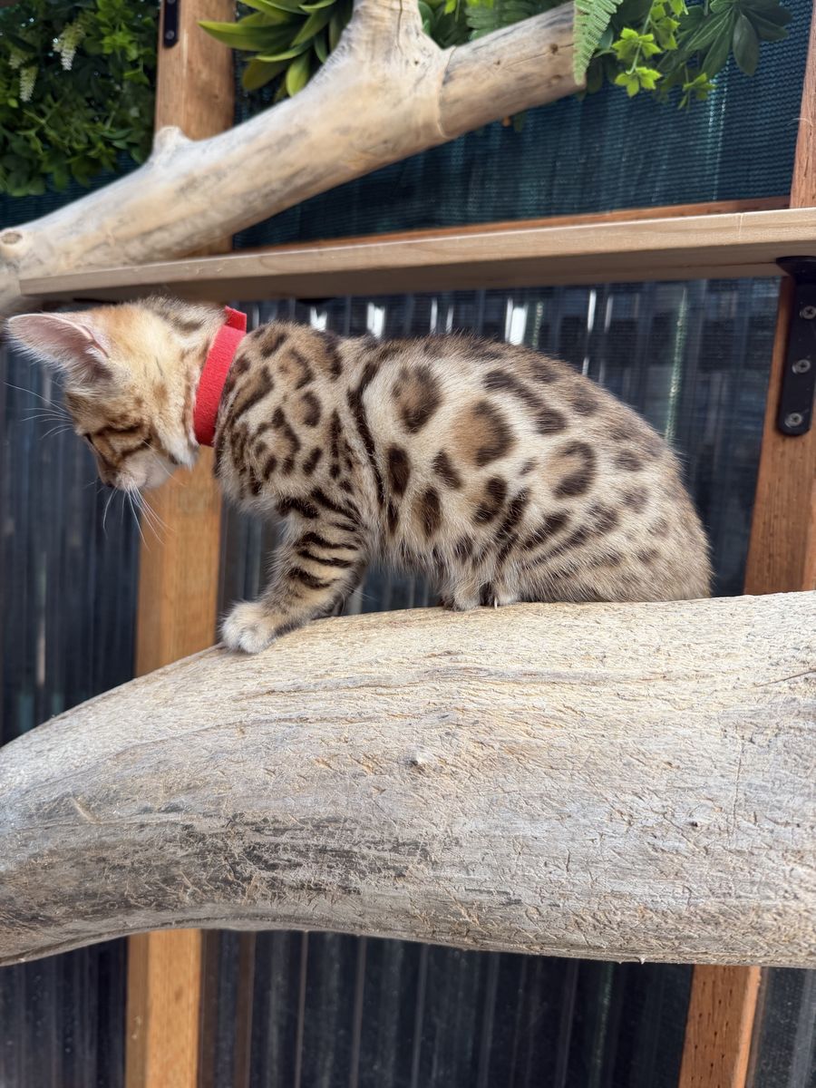 Adorable Bengal Kittens- Seeking Forever Home