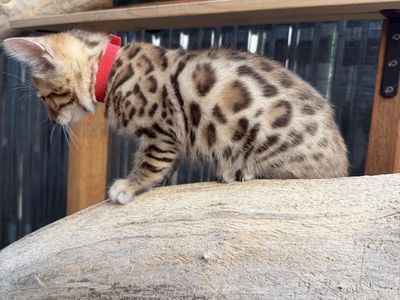 Adorable Bengal Kittens- Seeking Forever Home