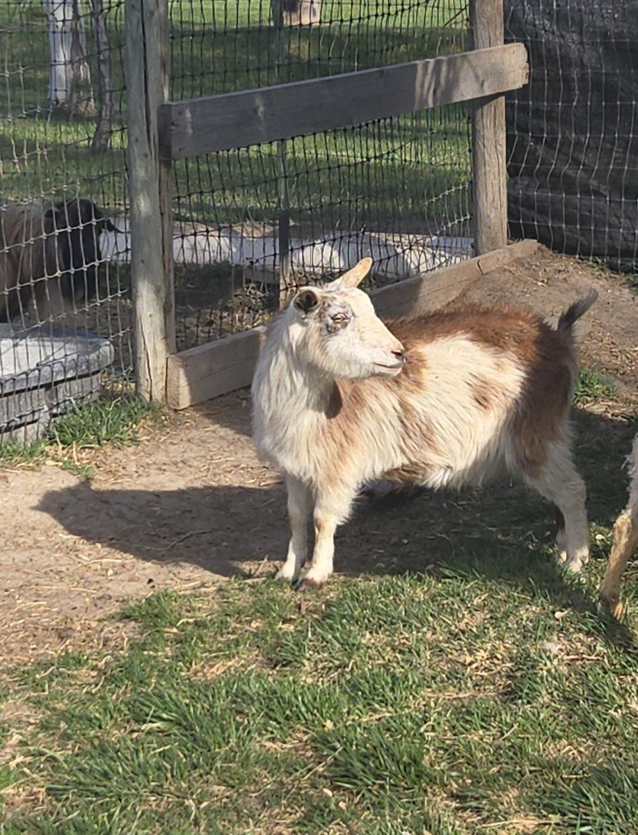 ADGA Nigerian Dwarf (Frosty)