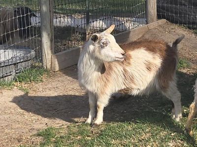 ADGA Nigerian Dwarf (Frosty)