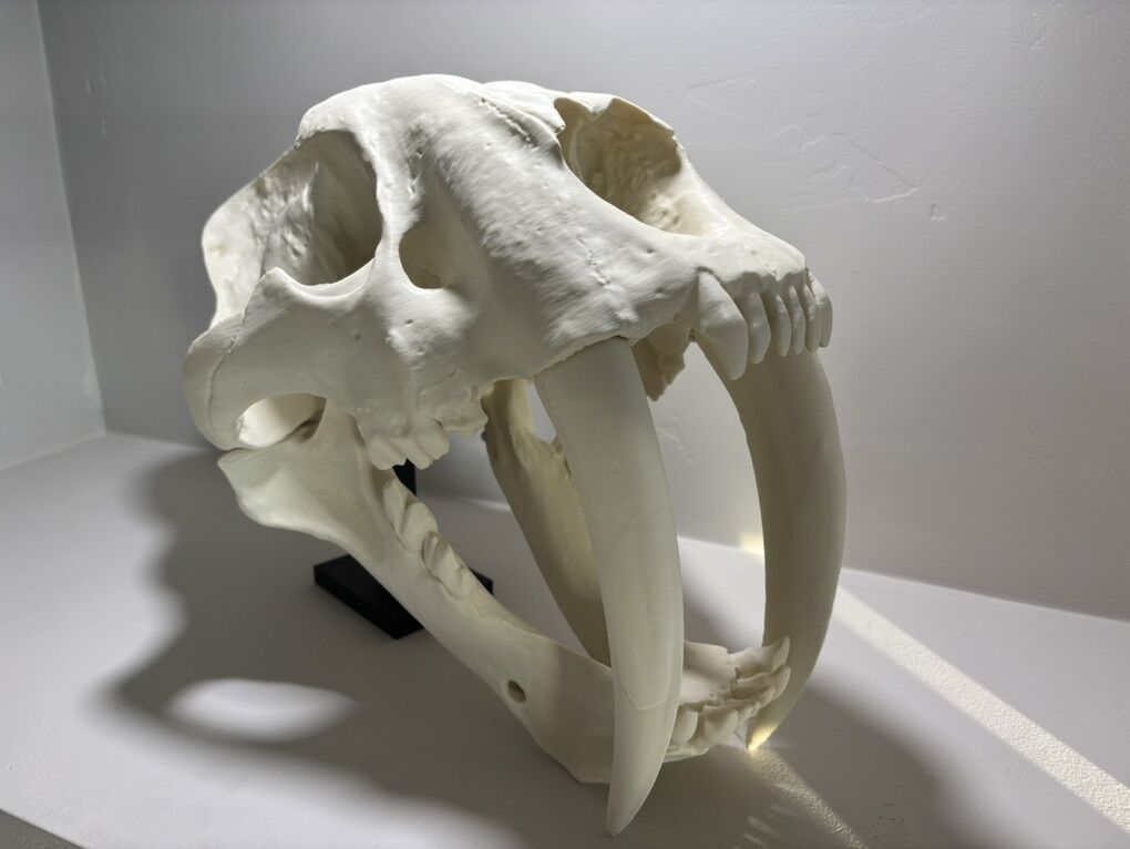 Sabertooth Tiger Skull 3D Printed.