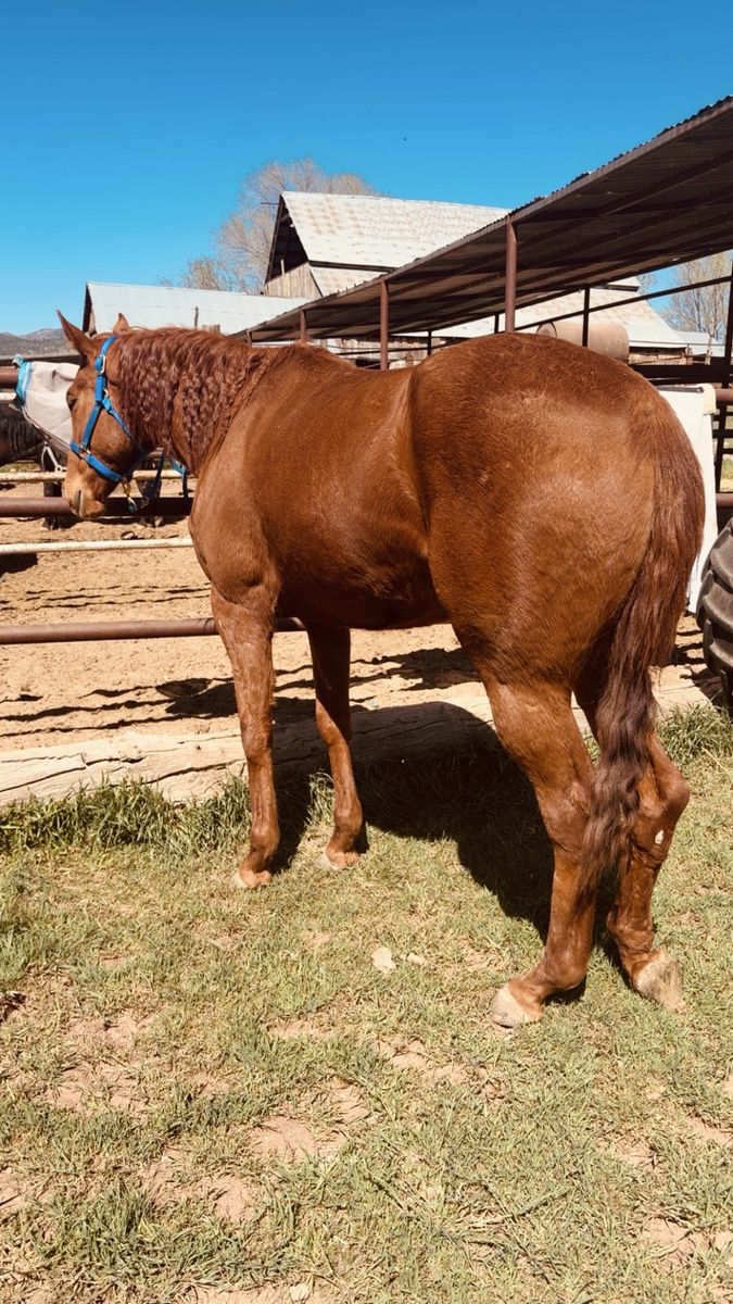 Maggy 4 year old TB mare