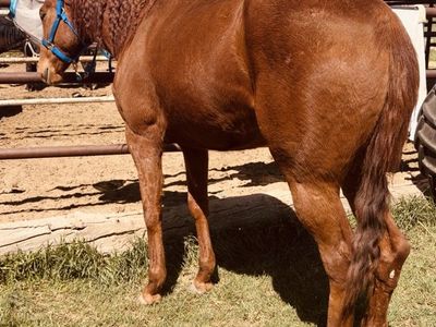 Maggy 4 year old TB mare