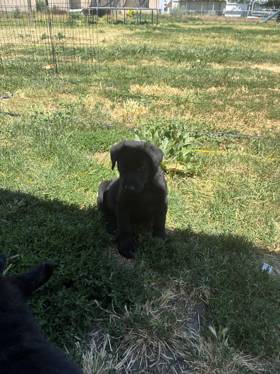 Silver Lab/ German Shepard mix