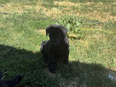 Silver Lab/ German Shepard mix