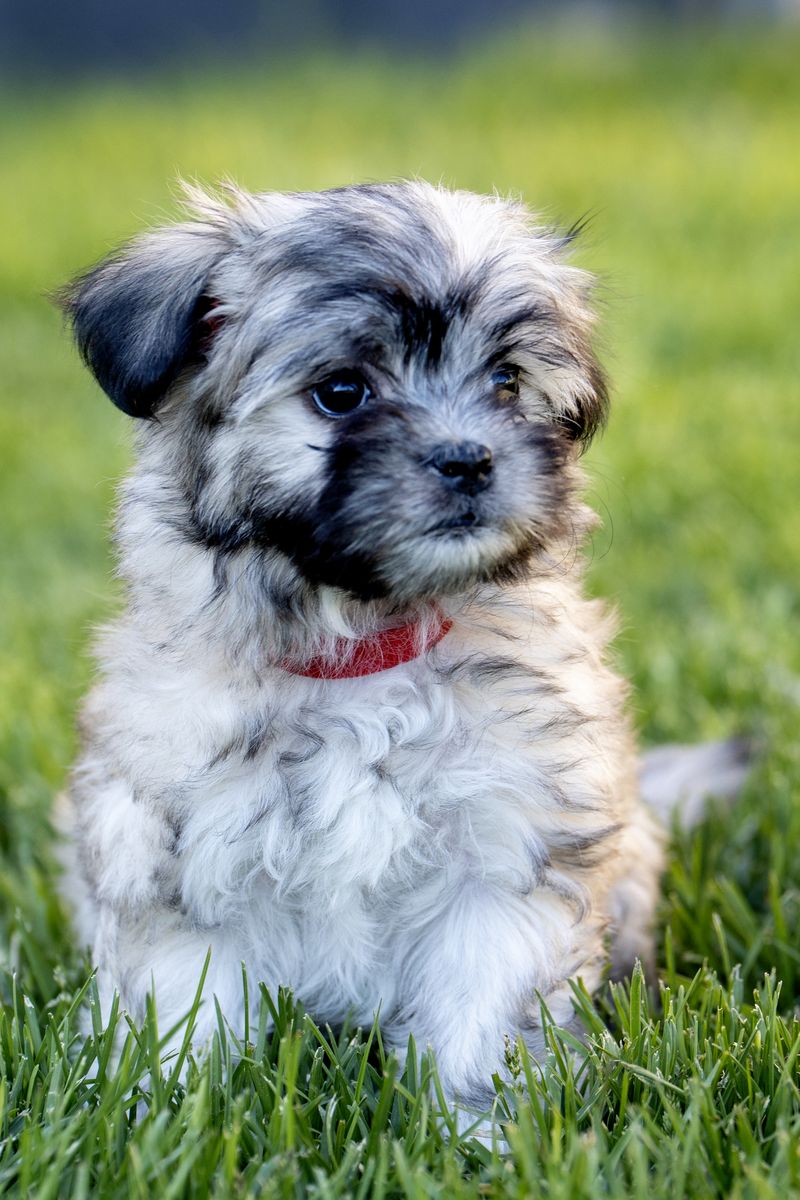 Adorable Hypoallergenic Female Coton De Tulear/ Schnoodle Puppies Teddy Bear style