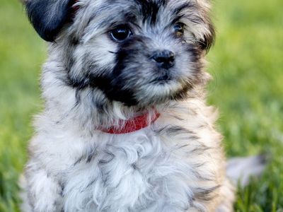 Adorable Hypoallergenic Female Coton De Tulear/ Schnoodle Puppies Teddy Bear style
