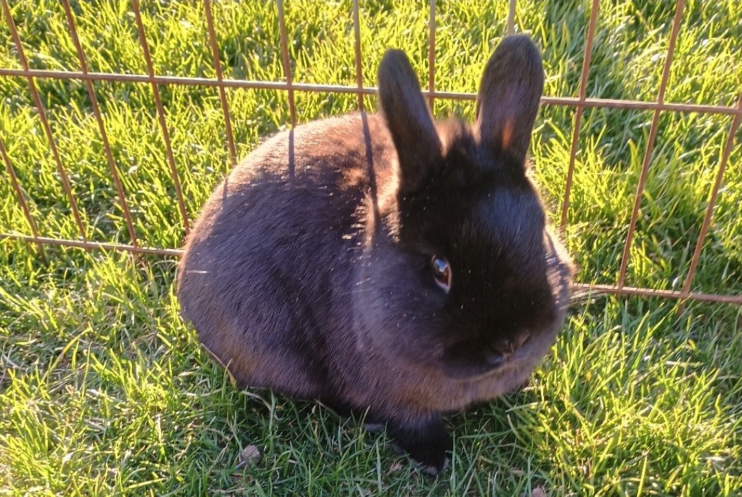Netherland dwarf for sale