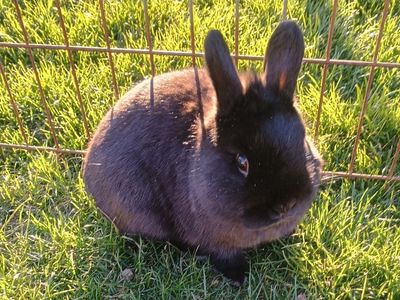 Netherland dwarf for sale