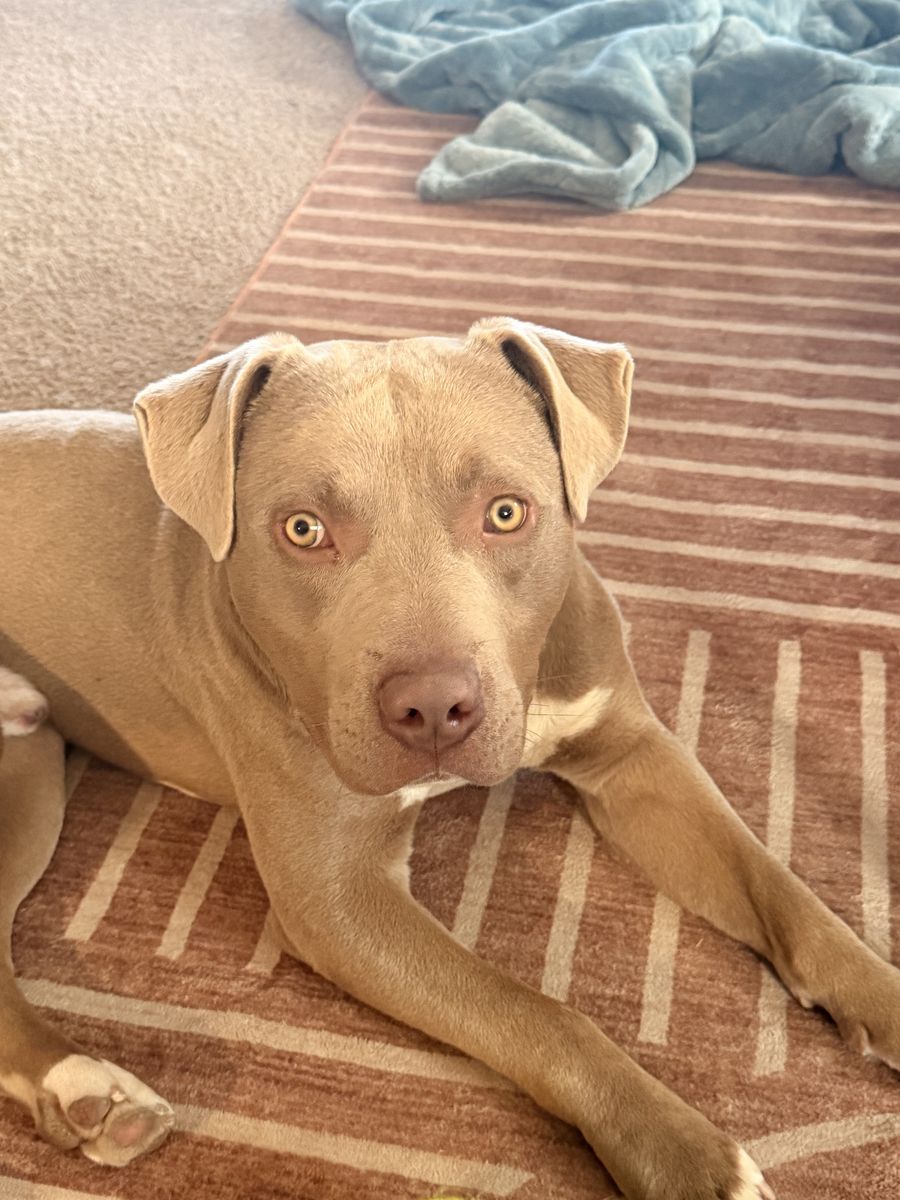 8month old Pitbull mix