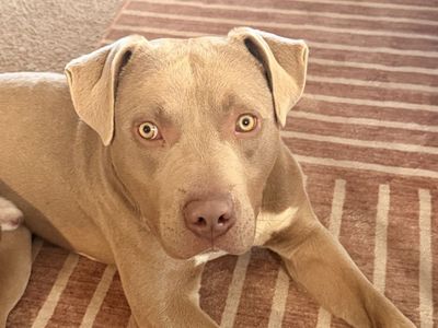 8month old Pitbull mix