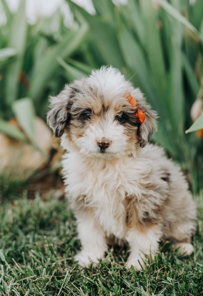 Aussiedoodles