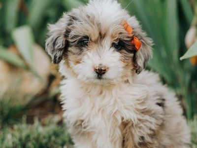 Aussiedoodles
