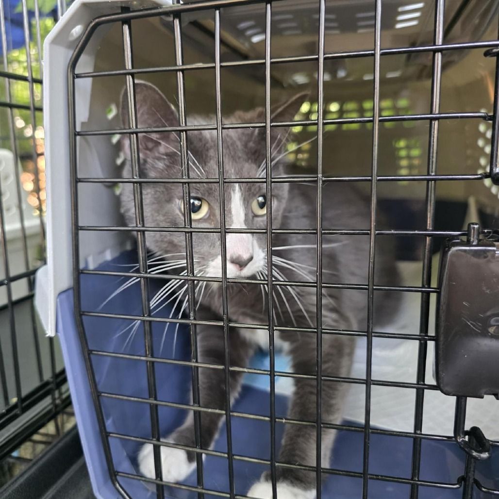 Hello my name is Smokey