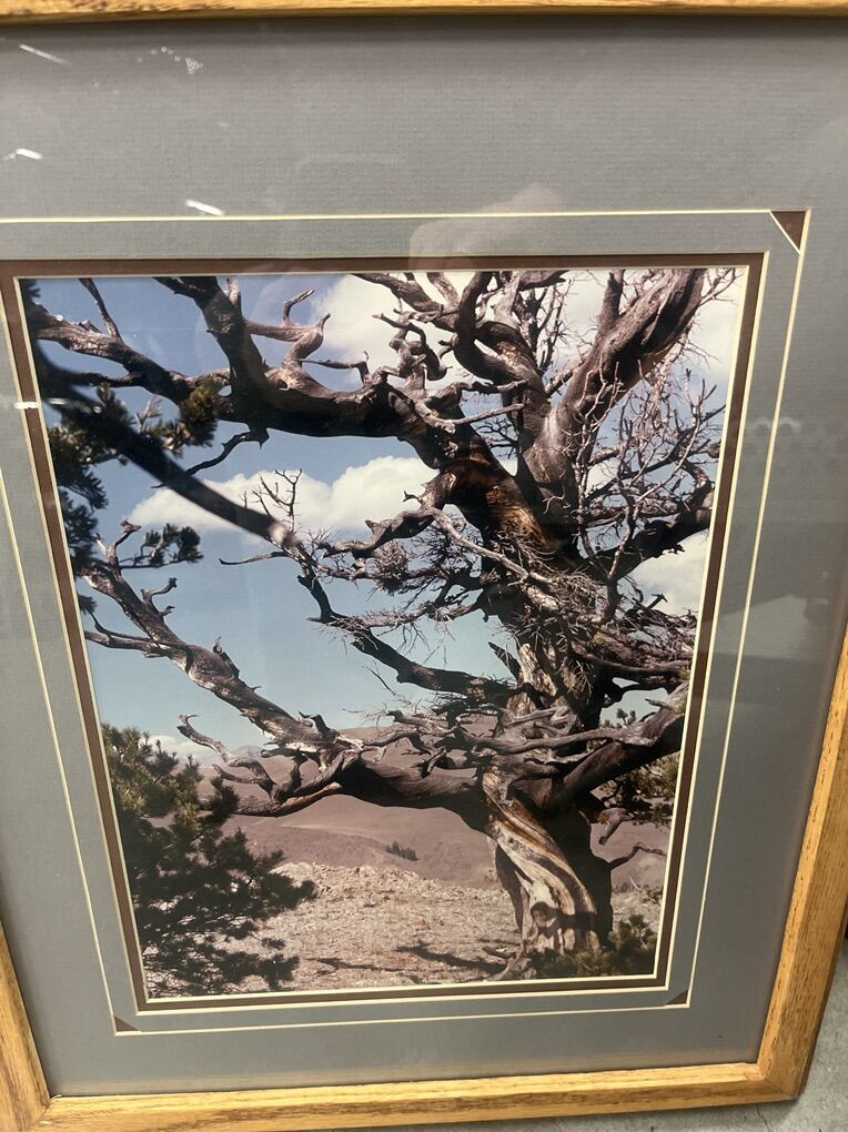 Beautiful Desert Labsscape Picture Of A A Decayed