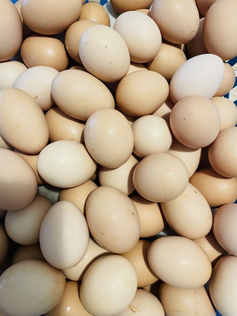 Fresh Eggs