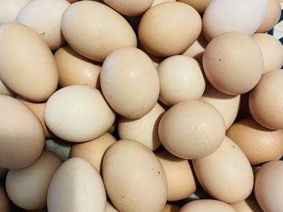 Fresh Eggs