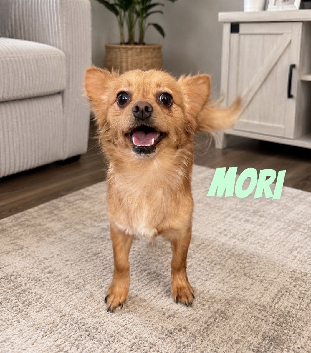 Male Pomchi
