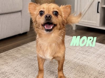 Male Pomchi