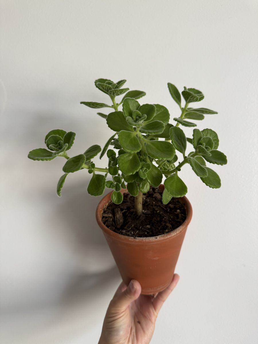 Vicks Plant