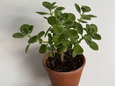 Vicks Plant