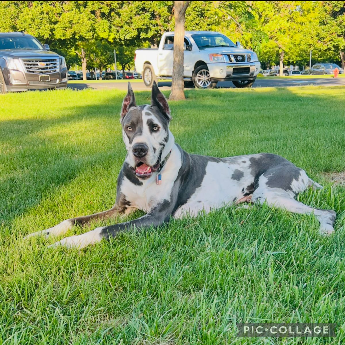 Gorgeous Great Dane for stud