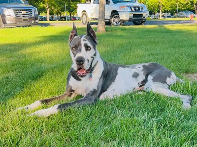 Gorgeous Great Dane for stud
