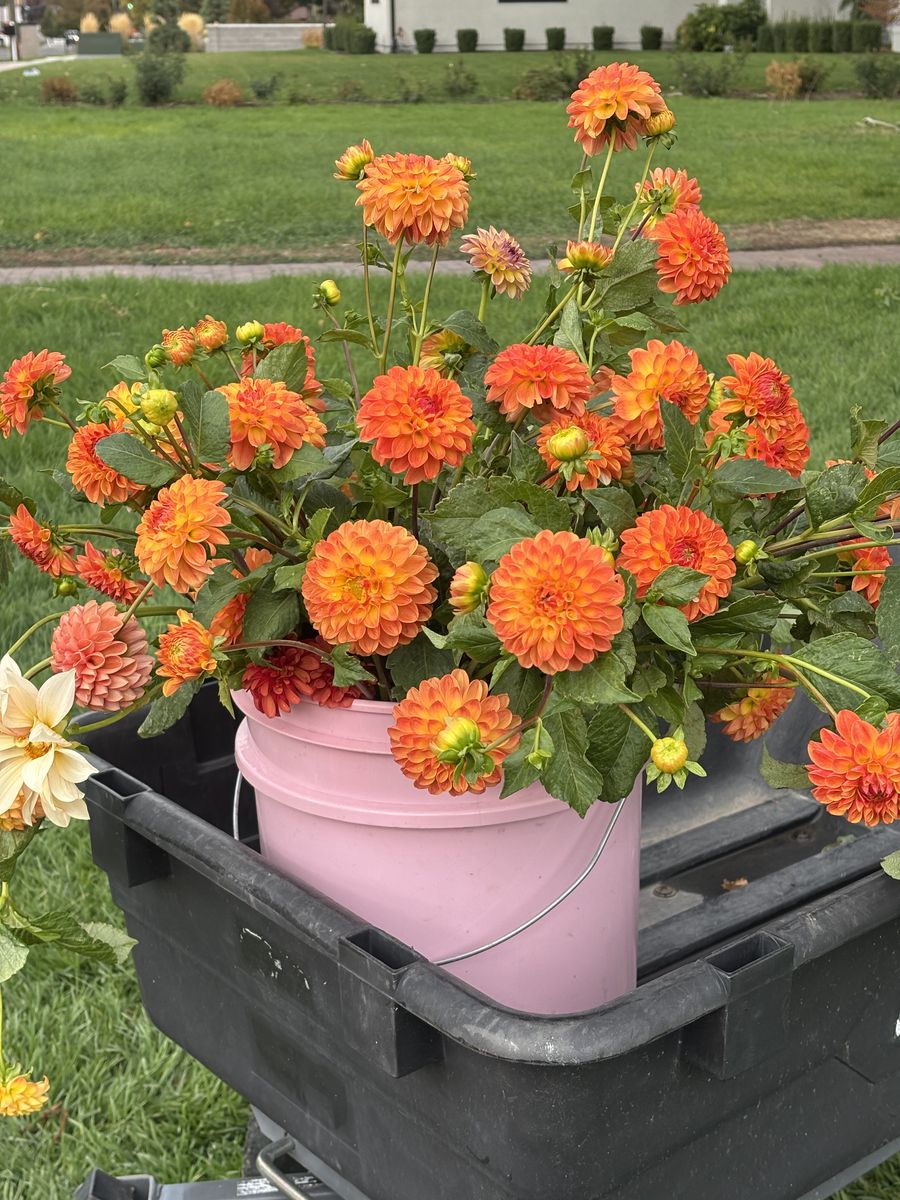 Mystery Dahlia Tubers