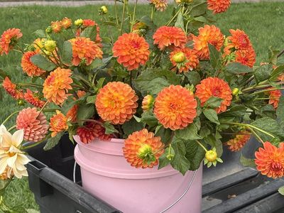 Mystery Dahlia Tubers