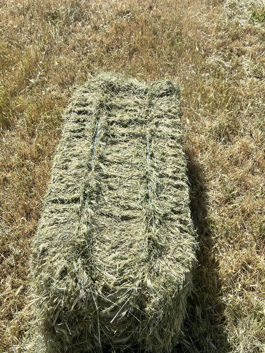 Free foxtail hay
