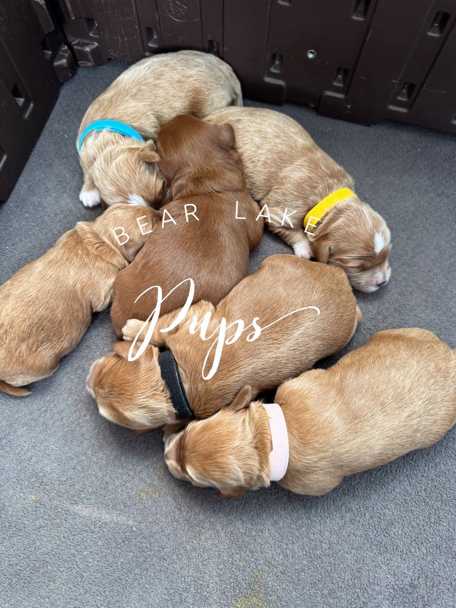 Micro Goldendoodle Ready First of August