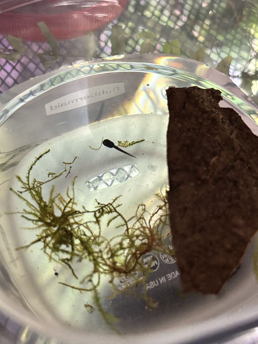 Dart Frog Tadpoles