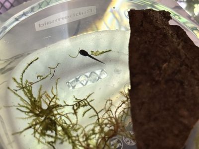 Dart Frog Tadpoles