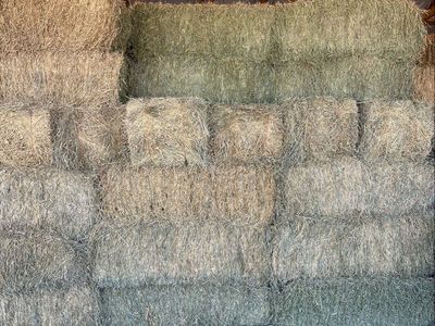 2025 2nd Crop Orchard Grass with Alfalfa Hay - High-Quality Livestock Feed