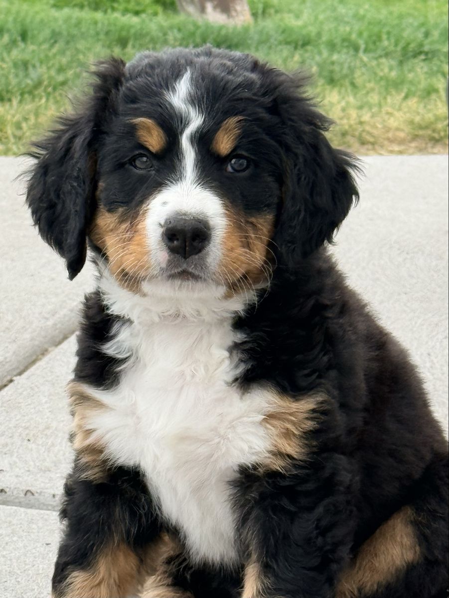 AKC Bernese Mountain Dog Puppies
