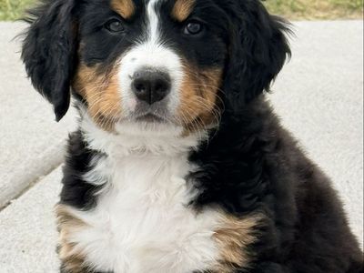 AKC Bernese Mountain Dog Puppies