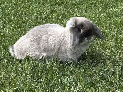 Female Pure Bred Holland Lop. $40