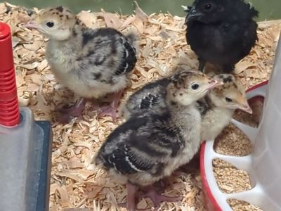 Heritage Turkey Poults and Eggs