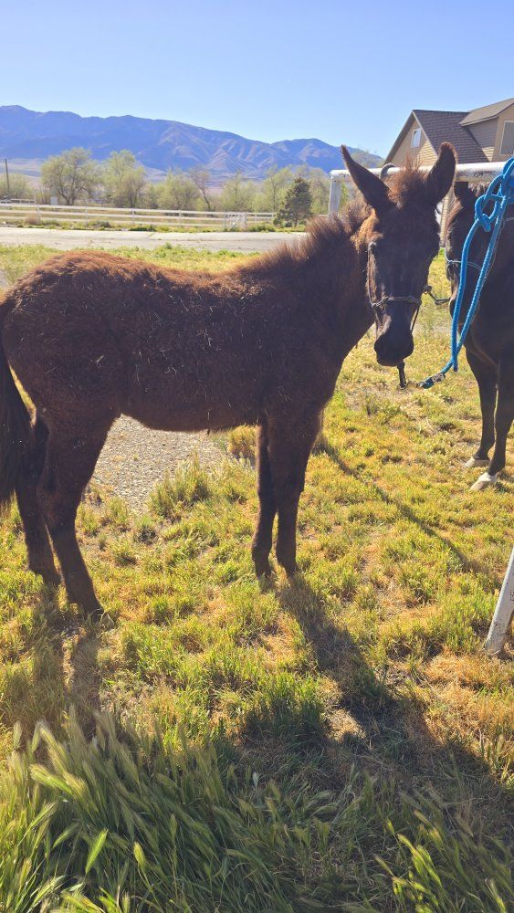 yearling John mule