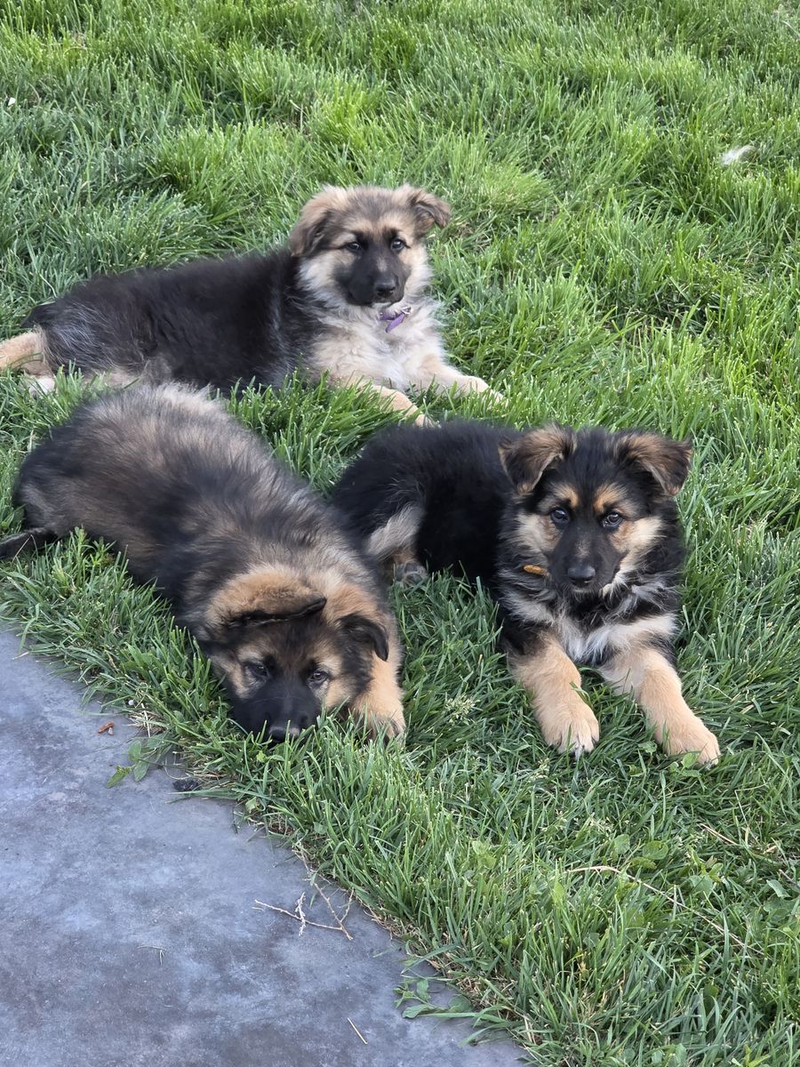 AKC Long Coat Sable German Shepherd Puppies