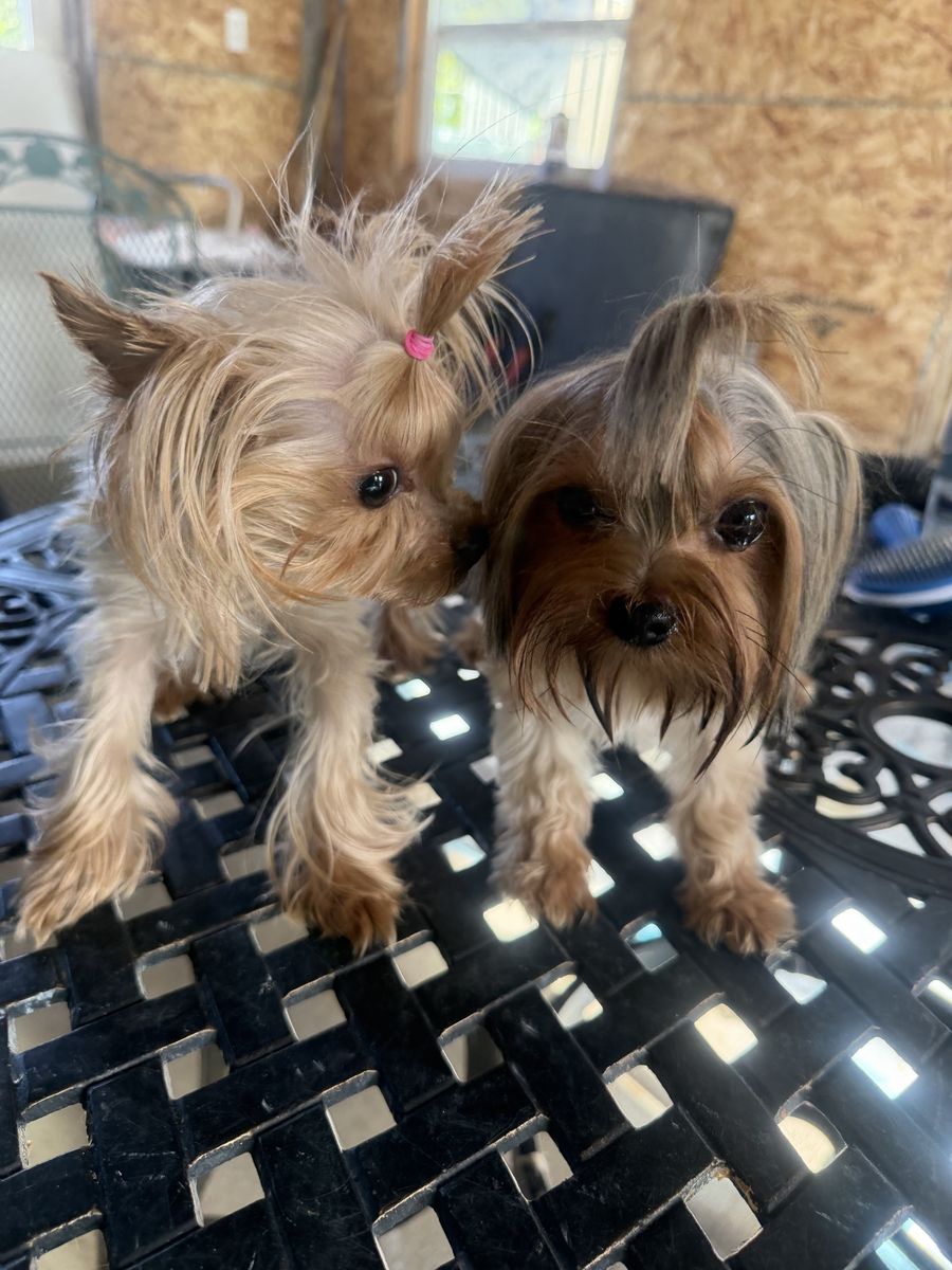 2 Yorkies male and a female 2years old need a new home , up-to-date vaccines these two are a a good dogs she doesn’t go outside