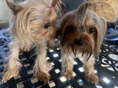 2 Yorkies male and a female 2years old need a new home , up-to-date vaccines these two are a a good dogs she doesn’t go outside