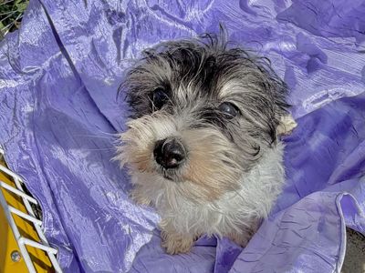 SCHNORKIE BABY GIRL YORKIE SCHNAUZER