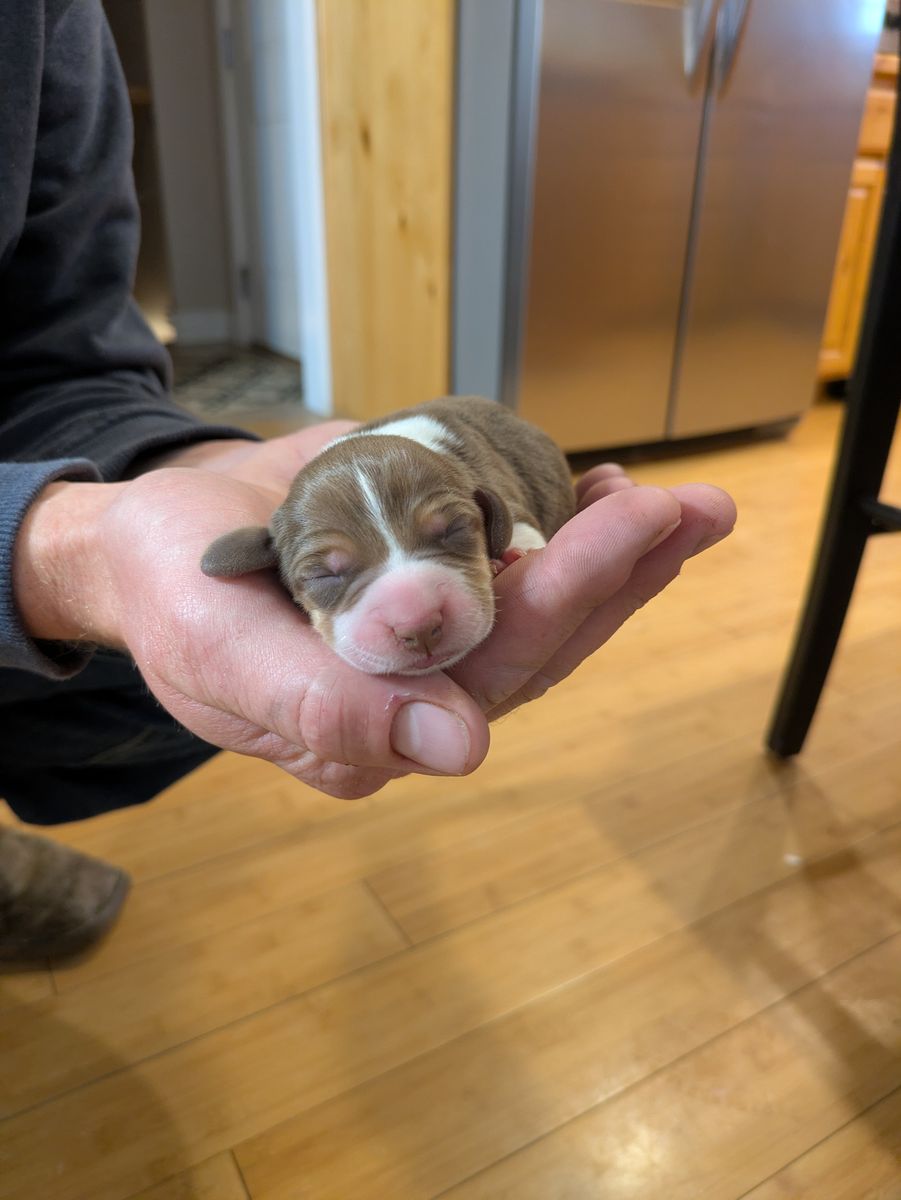 AKC Purebred Beagle Puppies