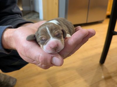 AKC Purebred Beagle Puppies
