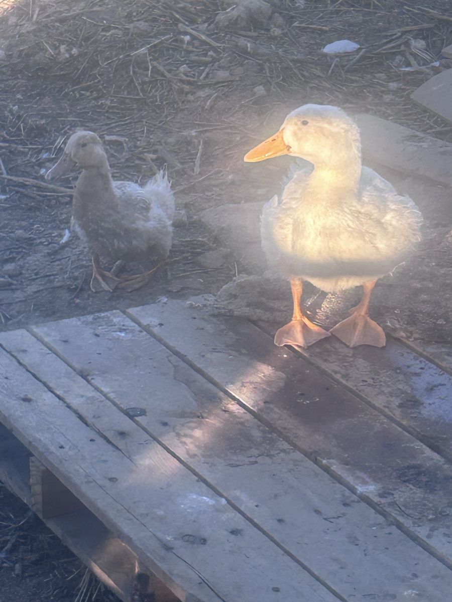 ISO Ducks!!