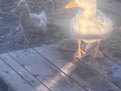 ISO Ducks!!
