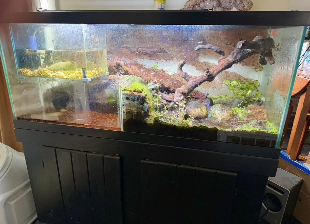 75 gallon paludarium